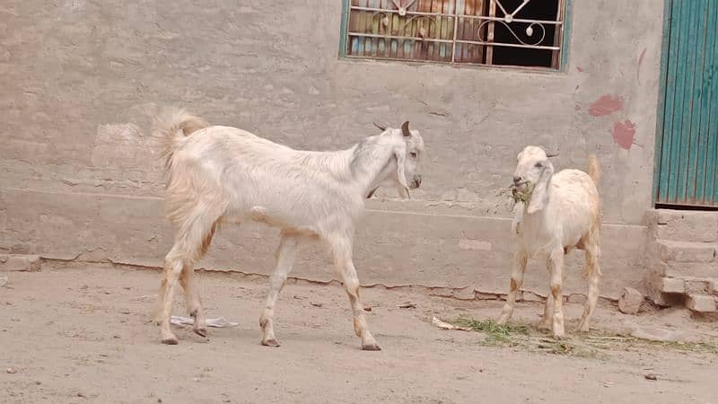 2 Desi bakray . . . for sale cargo service available 3