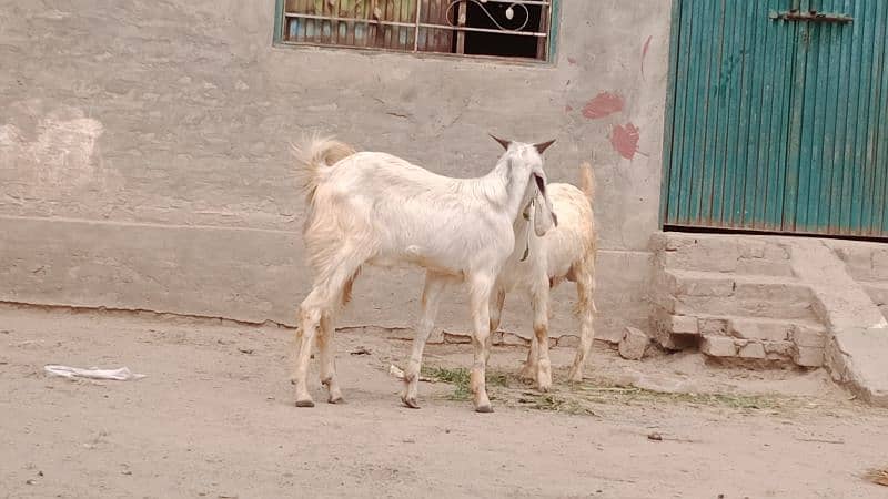 2 Desi bakray . . . for sale cargo service available 5