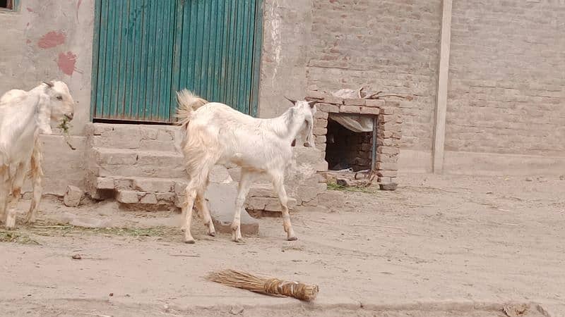 2 Desi bakray . . . for sale cargo service available 6