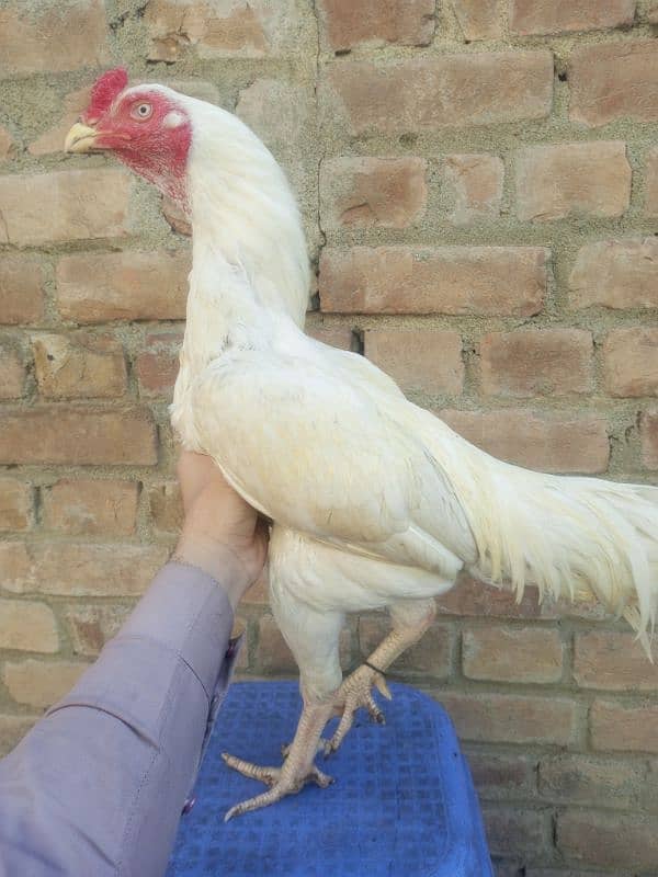 Heera cock 0