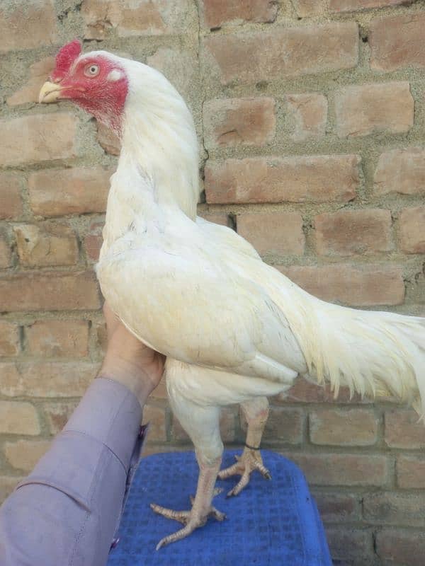 Heera cock 1