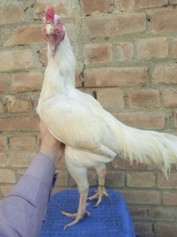 Heera cock 2