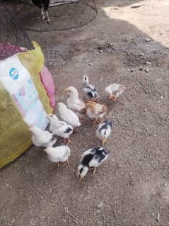 aseel chicks available