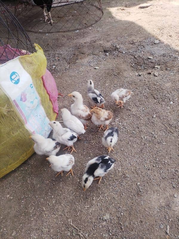 aseel chicks available 0