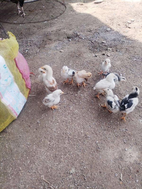 aseel chicks available 1