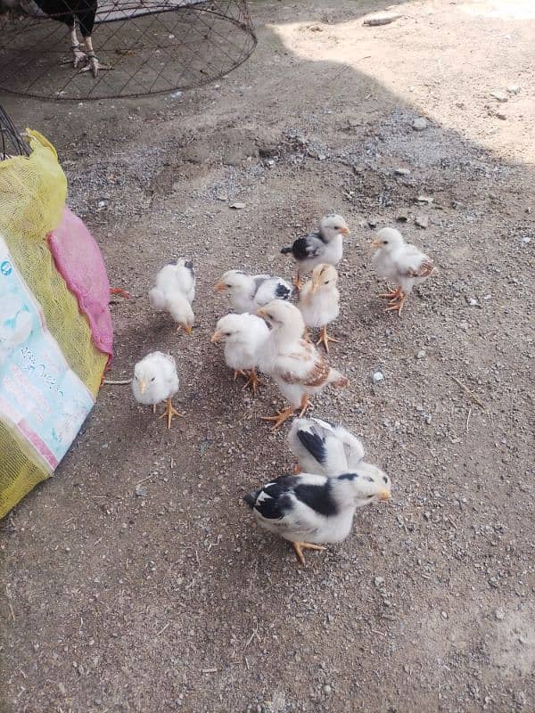 aseel chicks available 2