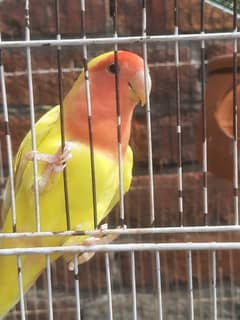 Latino lovebird red eyes