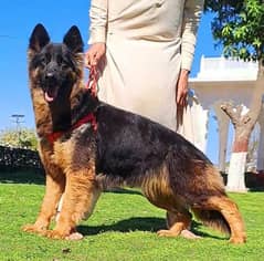 German shepherd confirm breeder female for sale