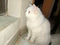 Persian Cat