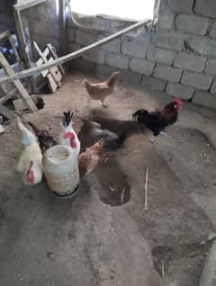 Golden Misrei chickens available hain