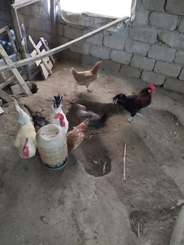 Golden Misrei chickens available hain 0