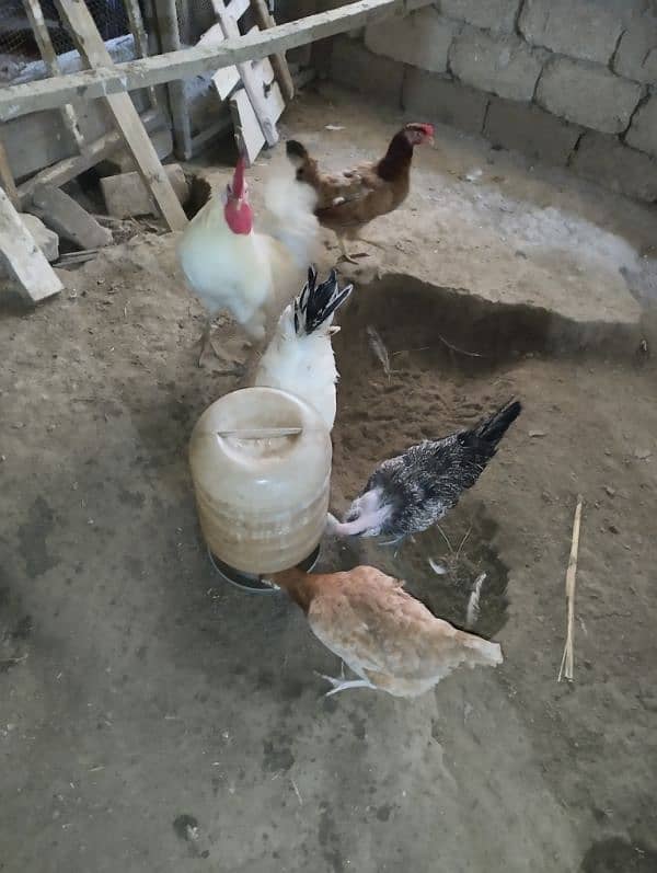 Golden Misrei chickens available hain 1