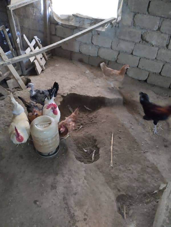 Golden Misrei chickens available hain 2