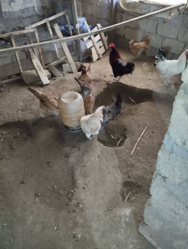 Golden Misrei chickens available hain 4