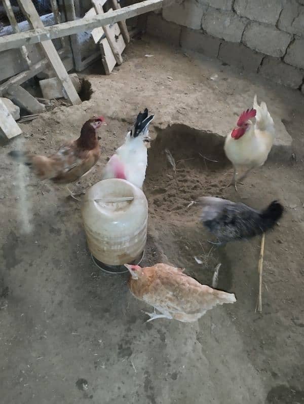 Golden Misrei chickens available hain 5