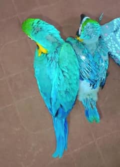 blue Macau parrot cheeks for sale 0328=2972=552