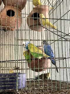 Australian Parrots pair ph#03020641418 (whatsapp only)