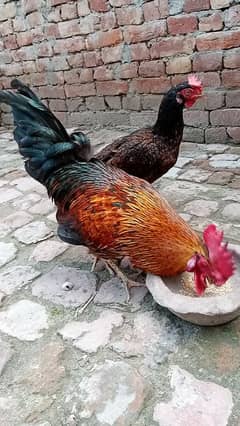 Desi hen murga murgi pair