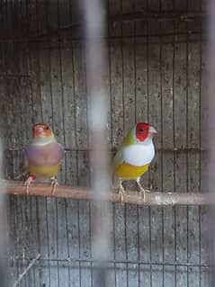 Lady Gouldian finch