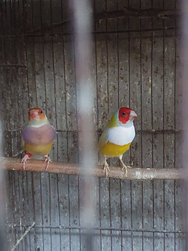 Lady Gouldian finch 0