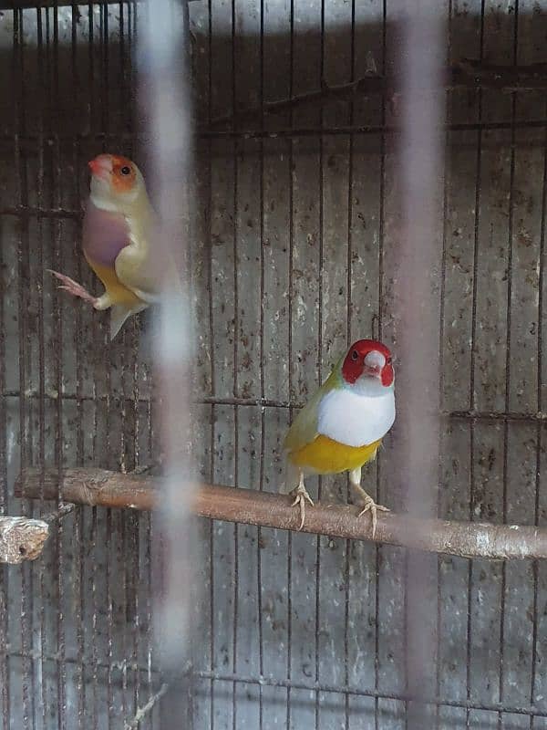 Lady Gouldian finch 1