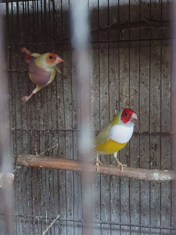 Lady Gouldian finch 2