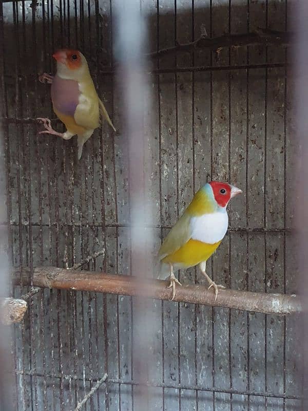 Lady Gouldian finch 3