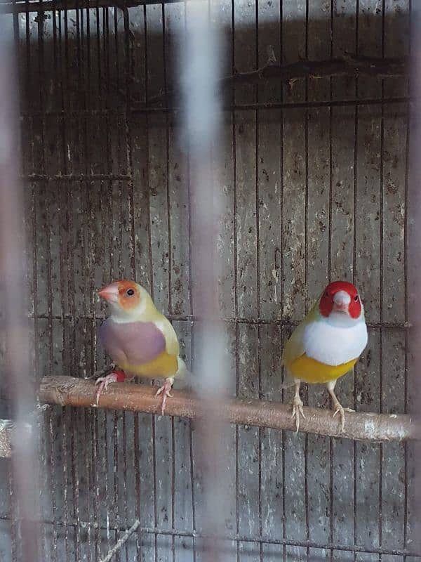 Lady Gouldian finch 4