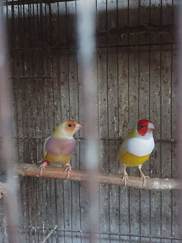 Lady Gouldian finch 5