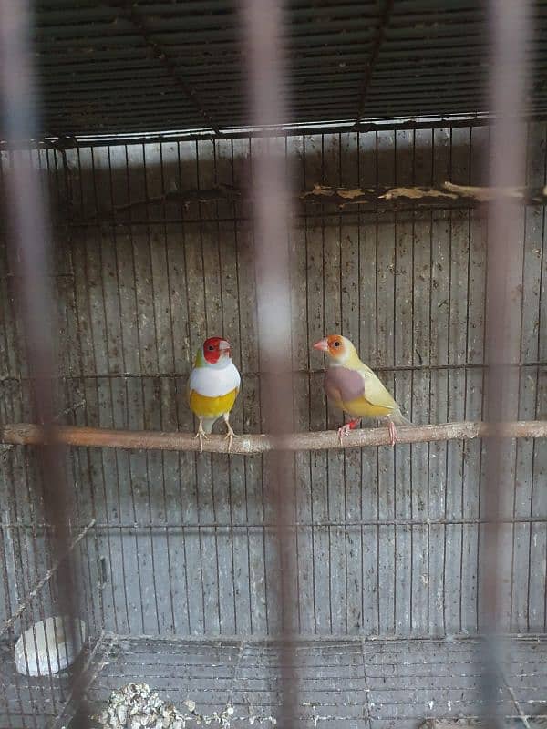 Lady Gouldian finch 6