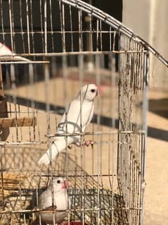 Java white fiches breeder pair