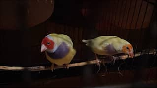 Gouldian/finch/bird