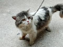 Persian punch face male available for stud. (not for sale)