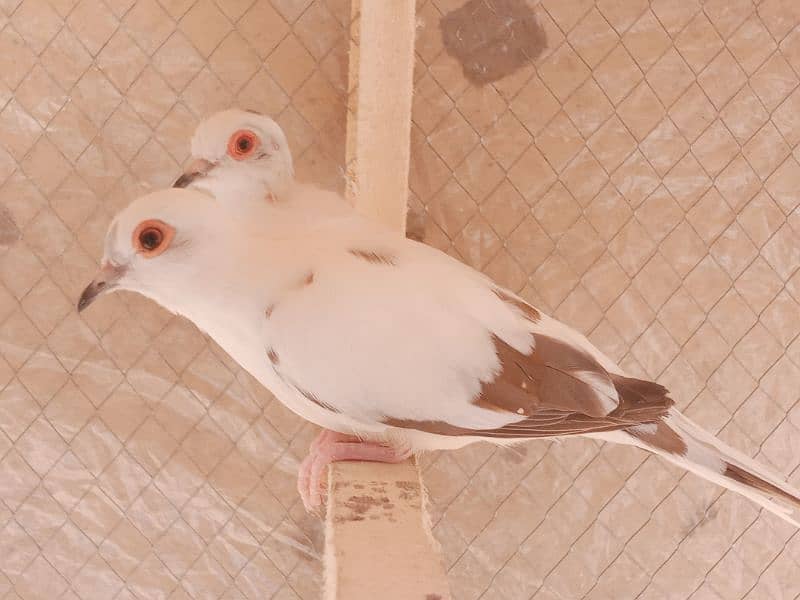 Pied Dove Breeder pair 1