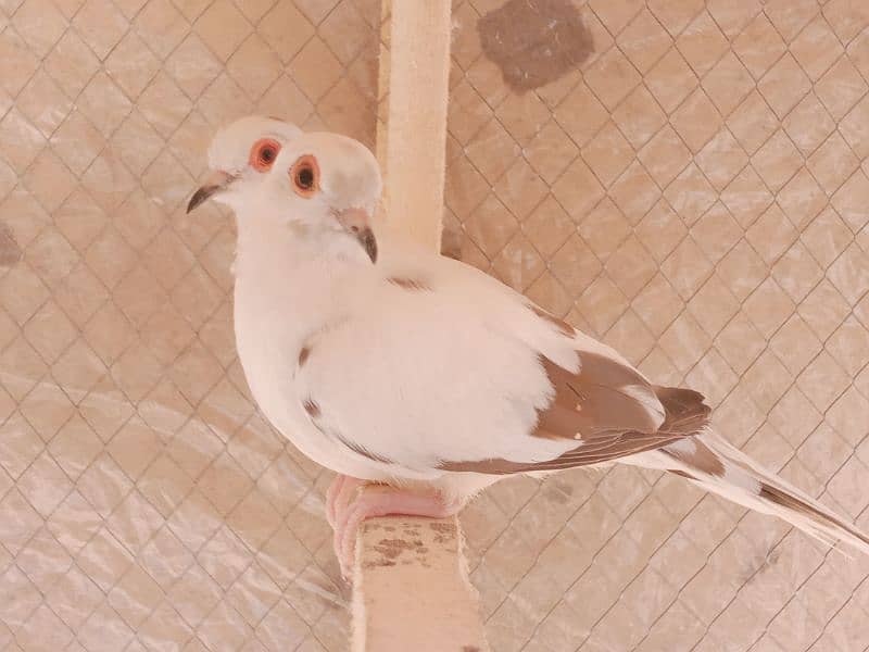 Pied Dove Breeder pair 2