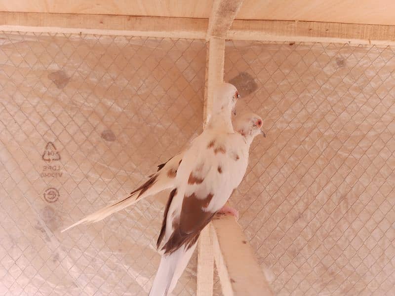 Pied Dove Breeder pair 4