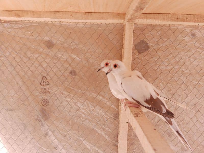 Pied Dove Breeder pair 5