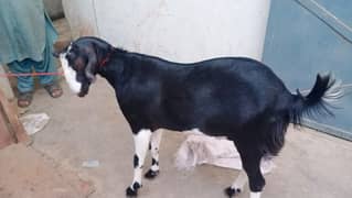 Goat for sale