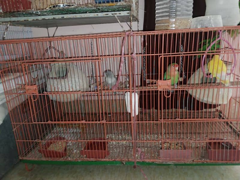 cage ( without birds) 1