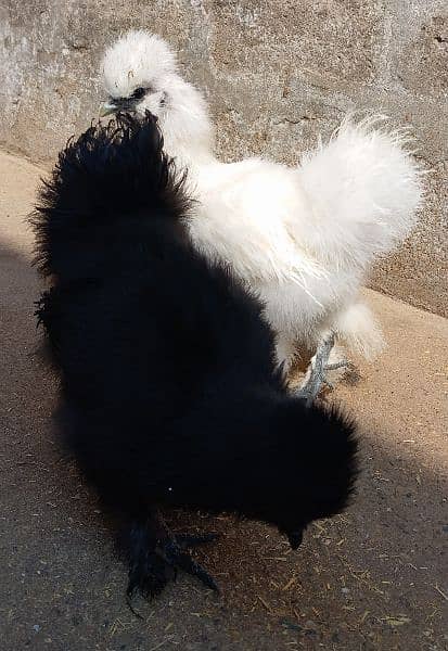 Silkie Pair for sale (Black male+ White female) 1