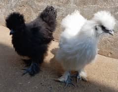 Silkie Pair for sale (Black male+ White female)