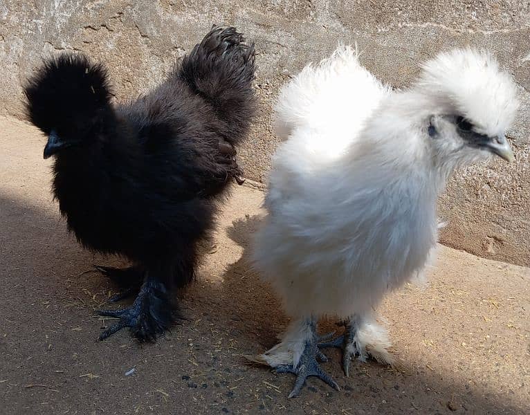 Silkie Pair for sale (Black male+ White female) 0