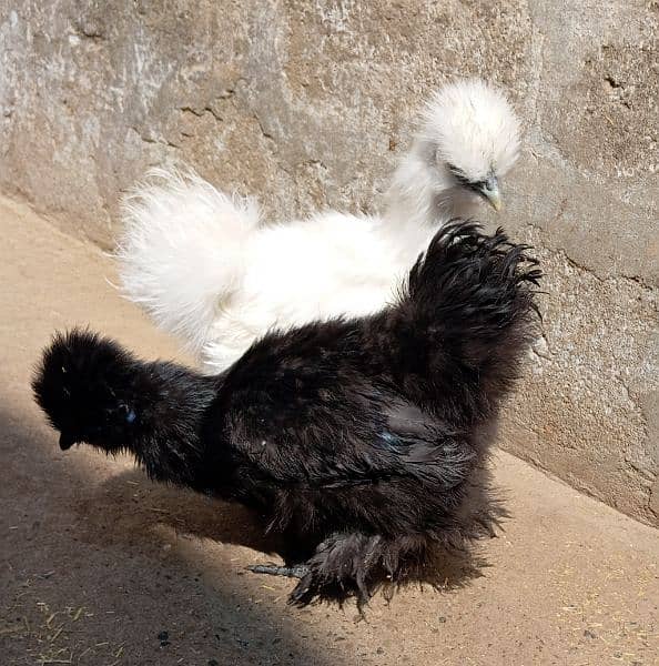 Silkie Pair for sale (Black male+ White female) 3