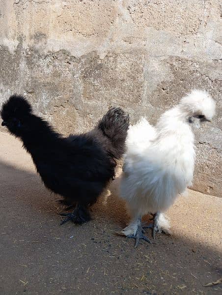 Silkie Pair for sale (Black male+ White female) 2