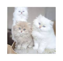 Persian kitten cats