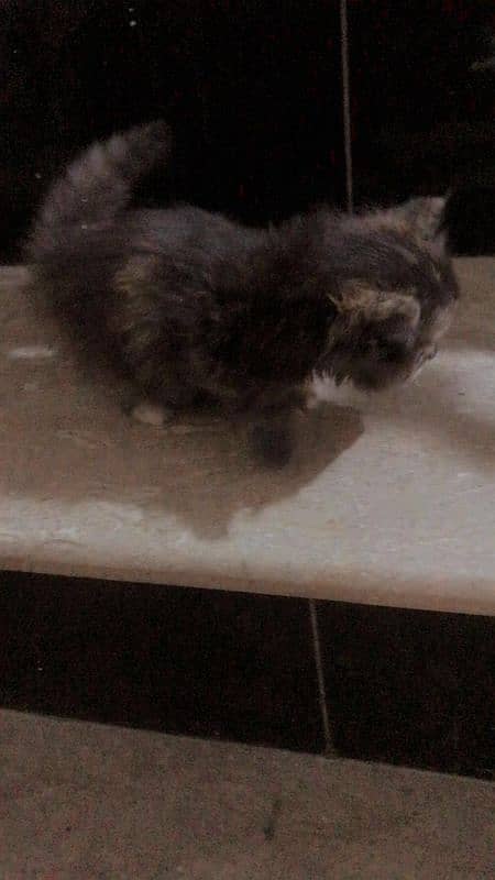 Cat babys for sell 5