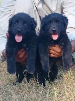 black German Shepherd long coat Jodi 2 month for sale