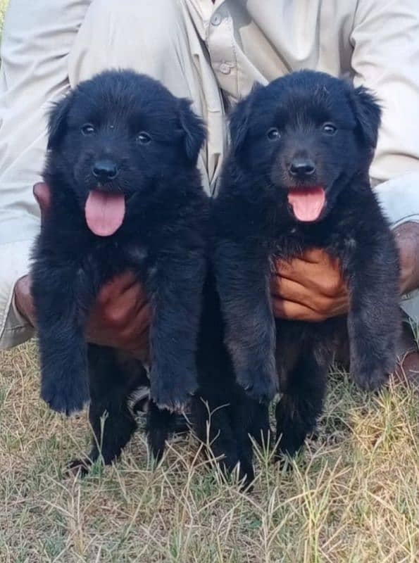 black German Shepherd long coat Jodi 2 month for sale 0