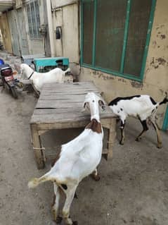 4 Bakriya aur 1 Bakra