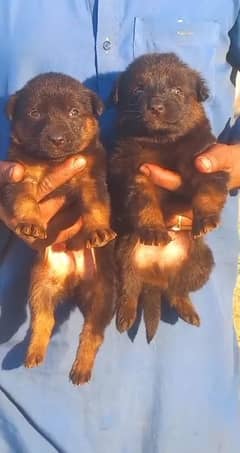 German Shepherd double coat Jodi for sale available